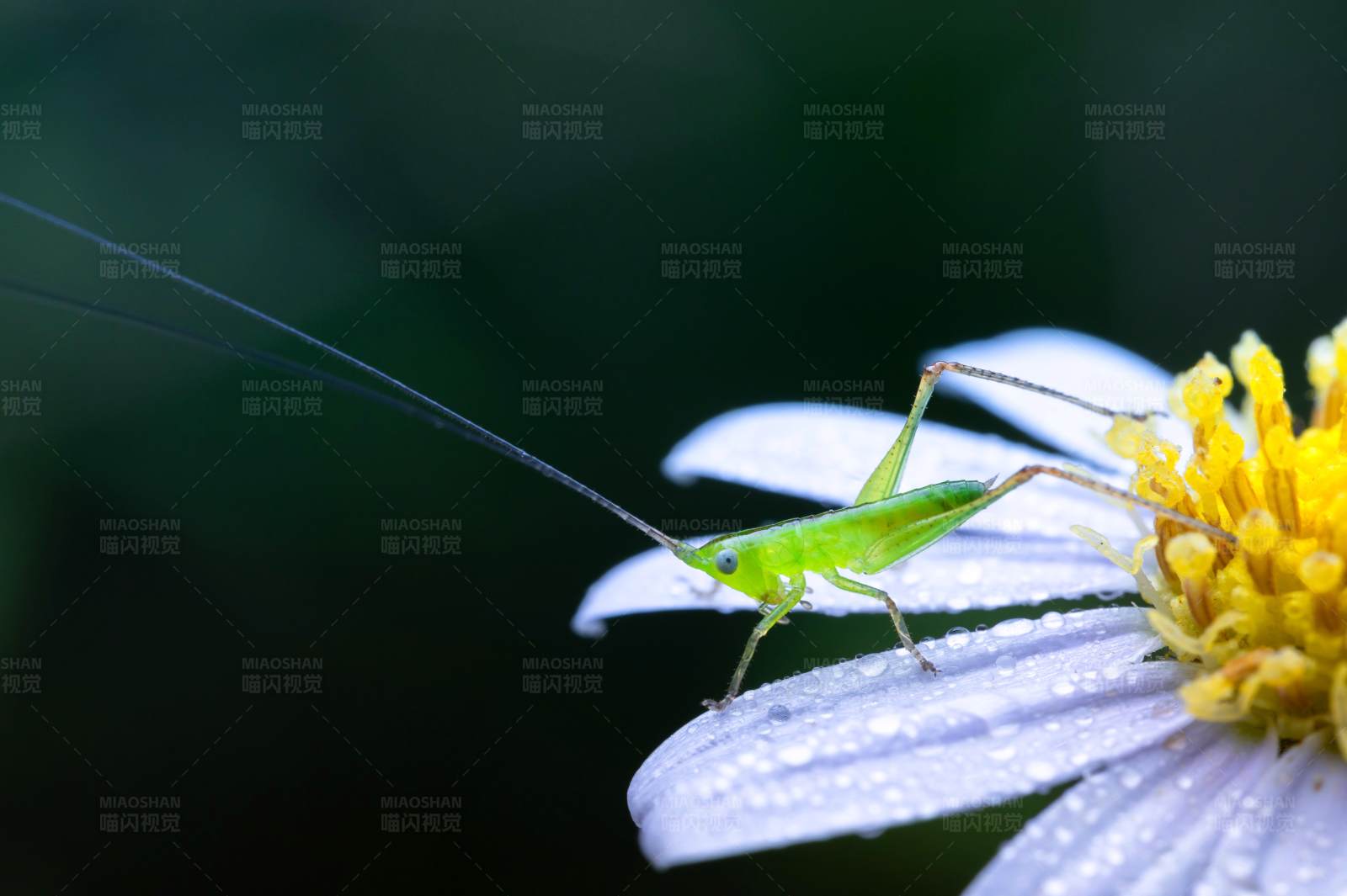 绿蚱蜢栖息花瓣上图片