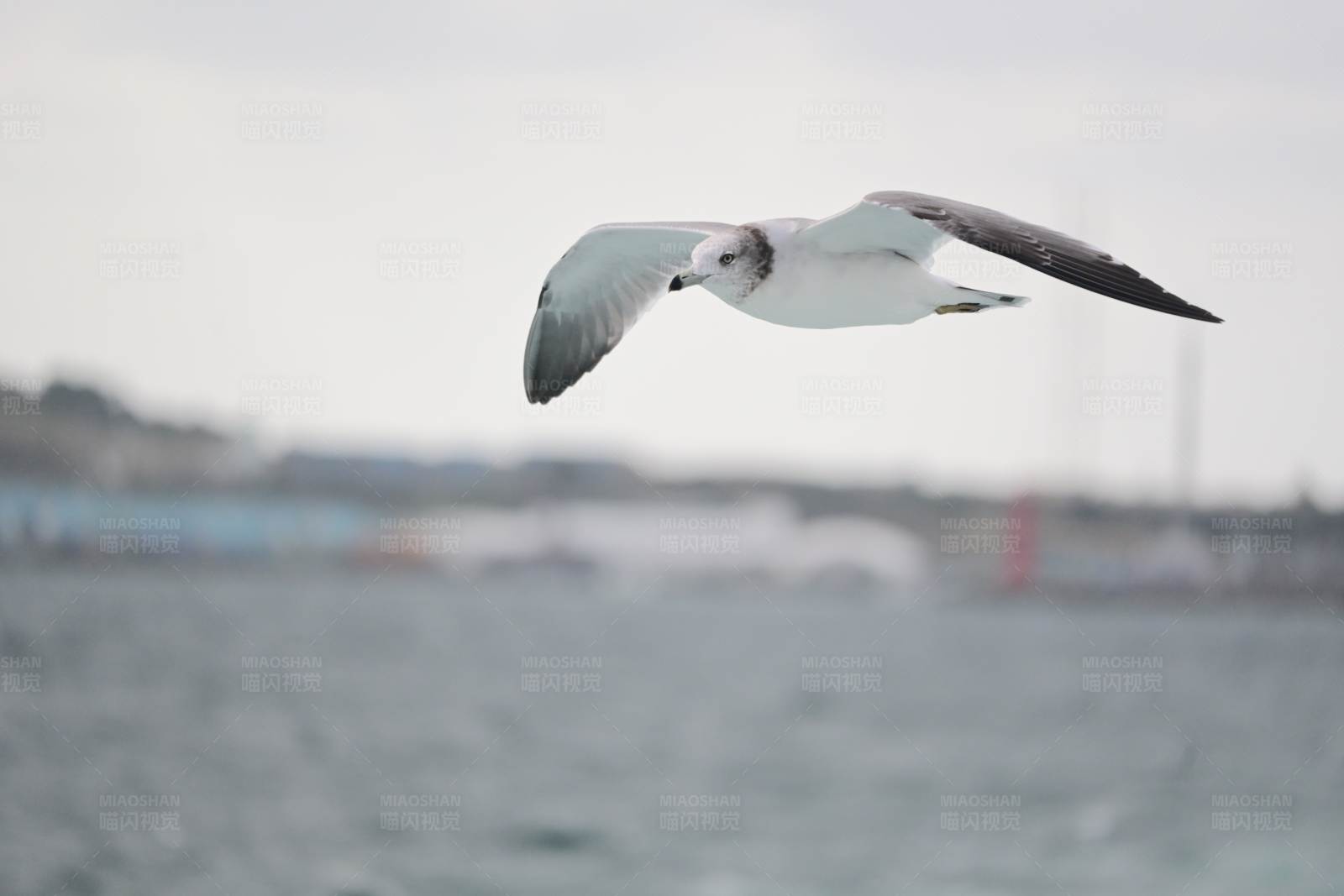 海鸥翱翔图片