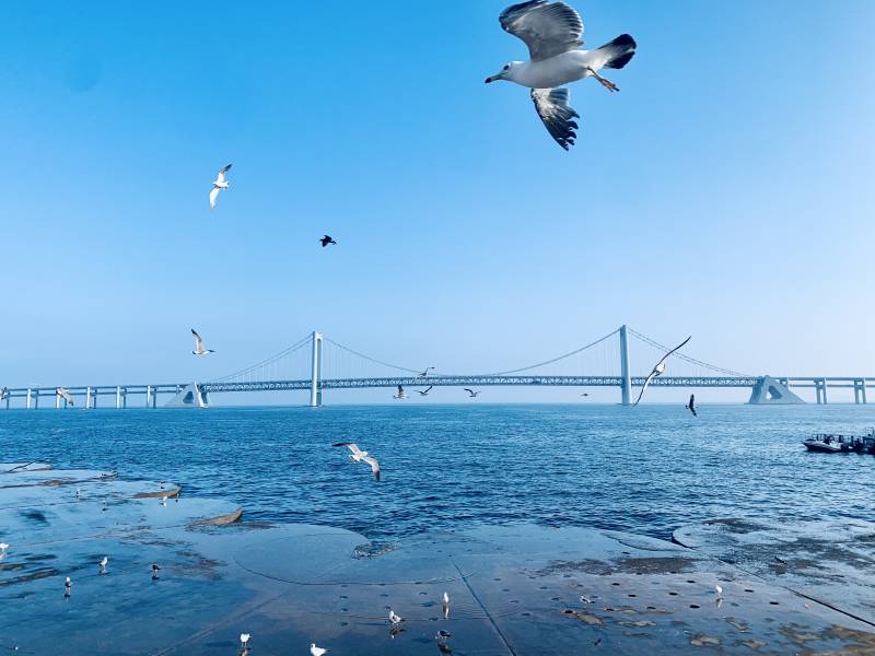 大连星海广场图片