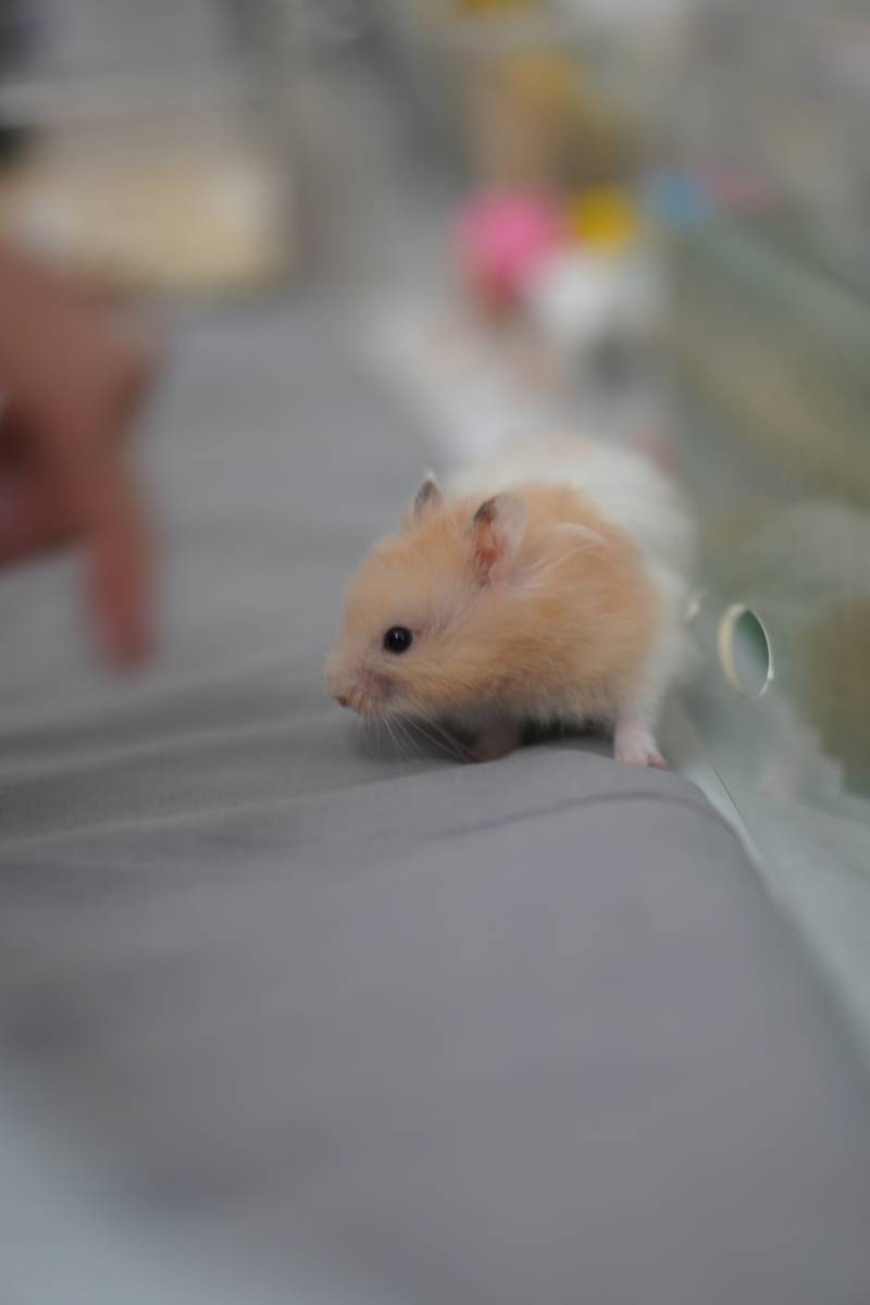 小仓鼠探险记图片