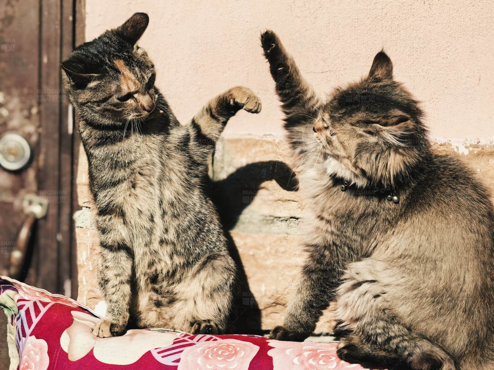 两只猫的搞笑互动图片