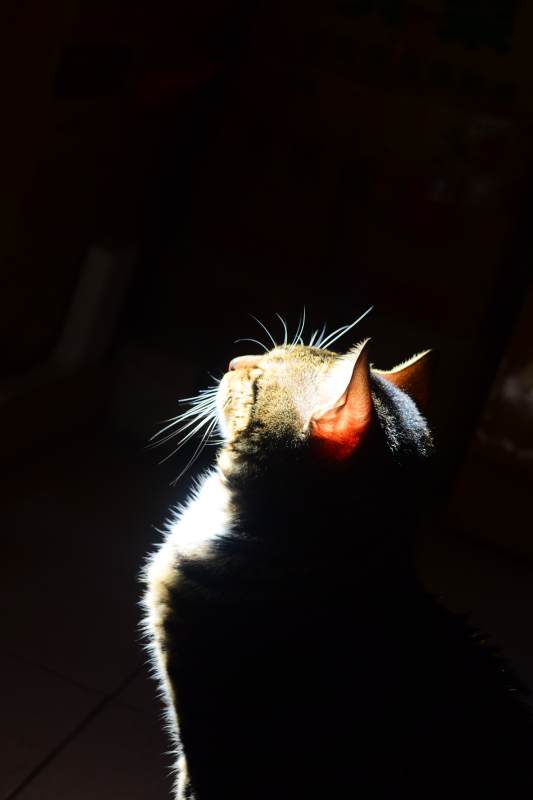 沐浴阳光的猫咪图片