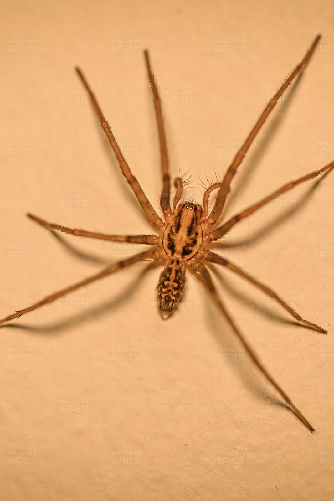 棕色蜘蛛特写图片