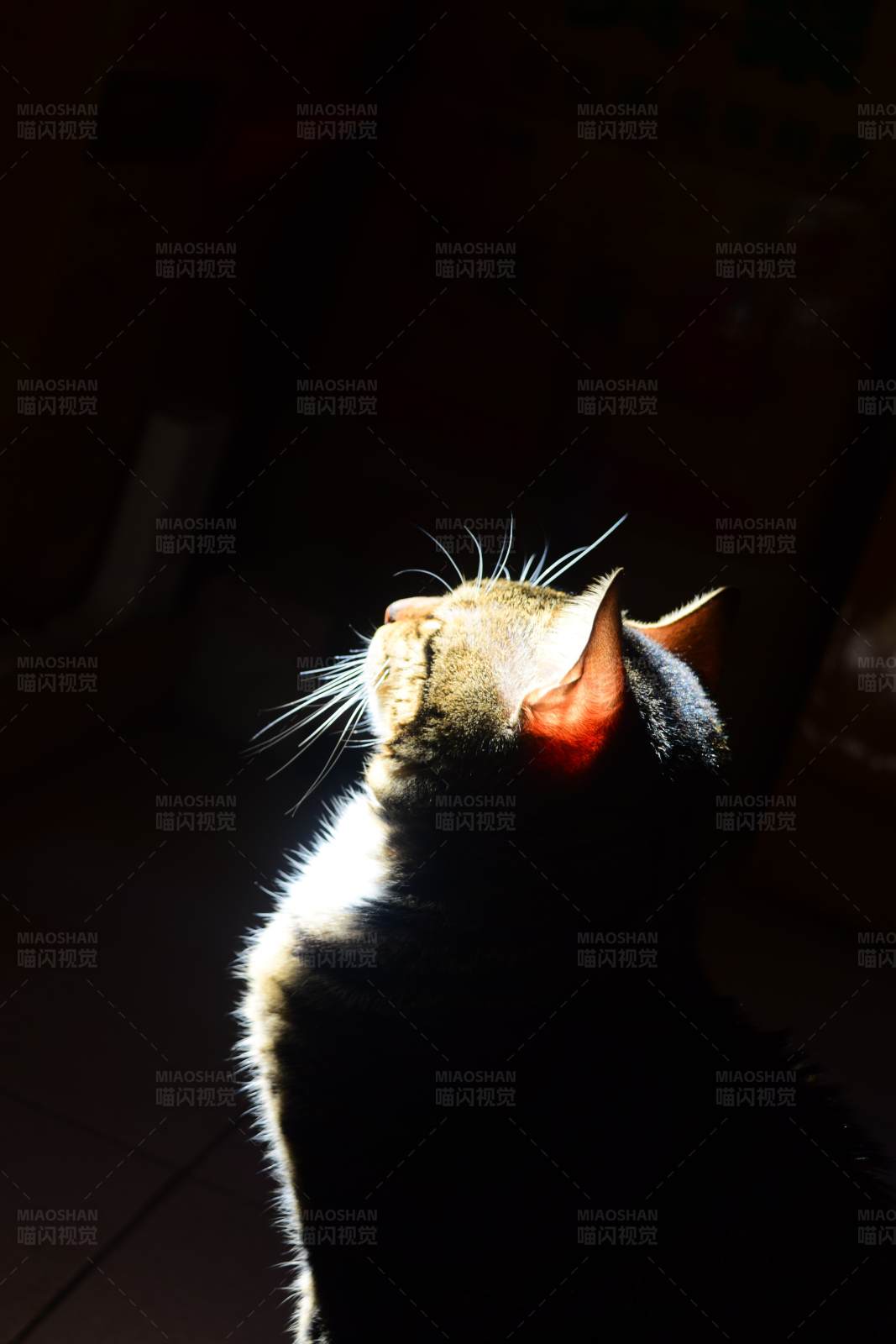 沐浴阳光的猫咪图片