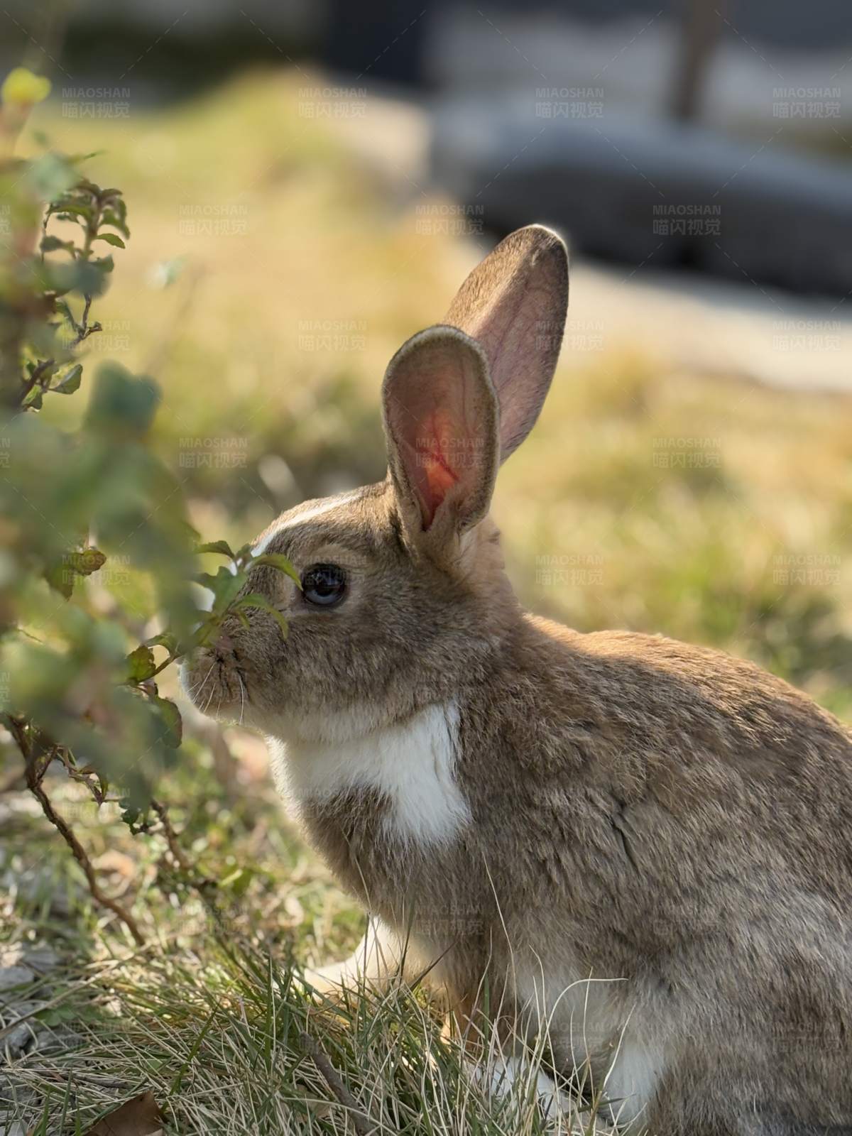 兔子在草地上吃树叶图片