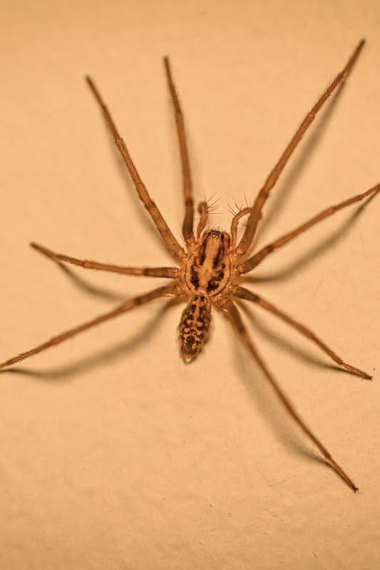 棕色蜘蛛特写图片