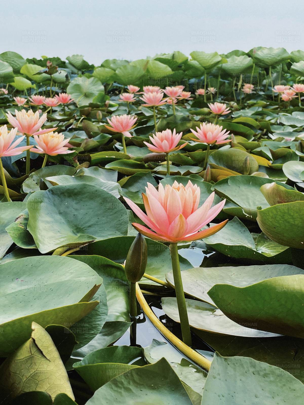 荷花盛开 绿叶环绕图片