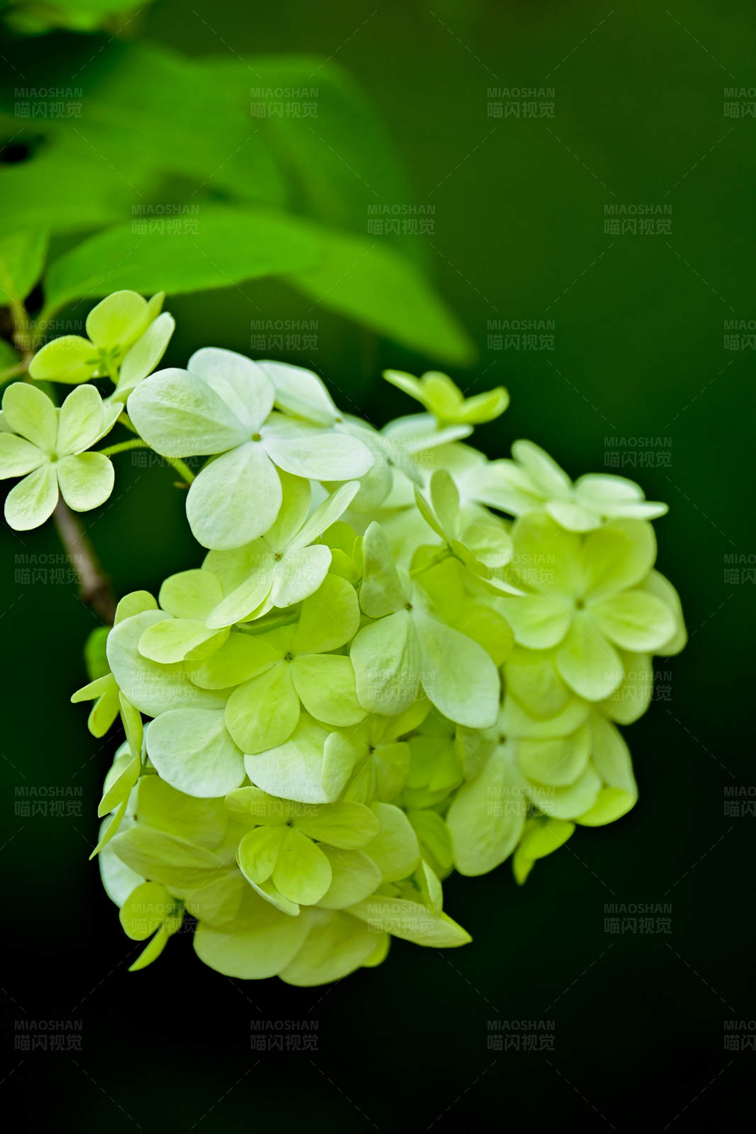 绿色绣球花图片