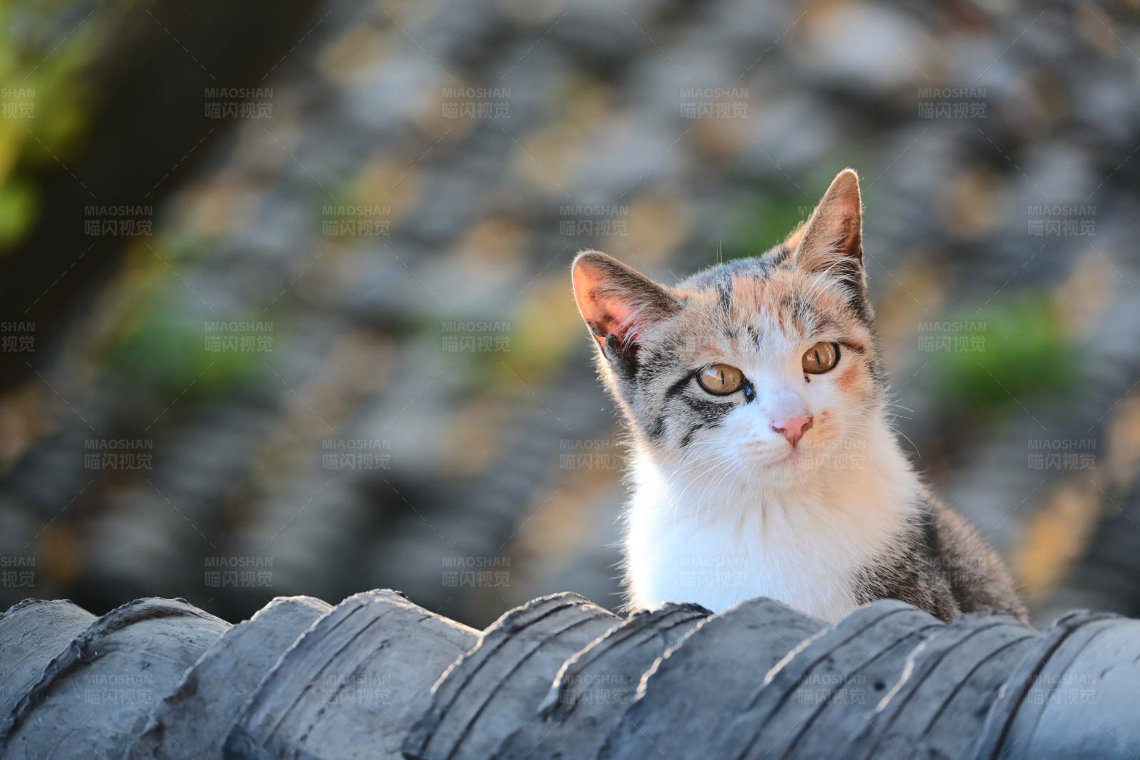 屋顶上的小猫图片