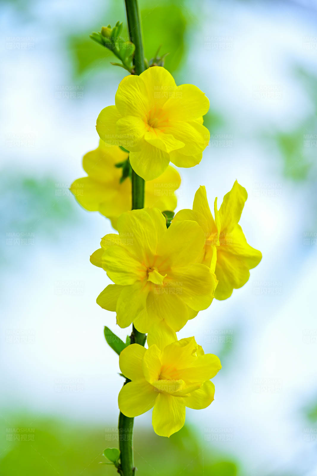 黄色花朵绽放的美丽图片