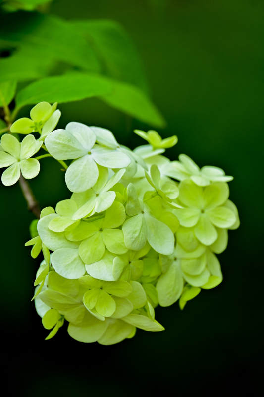 绿色绣球花图片