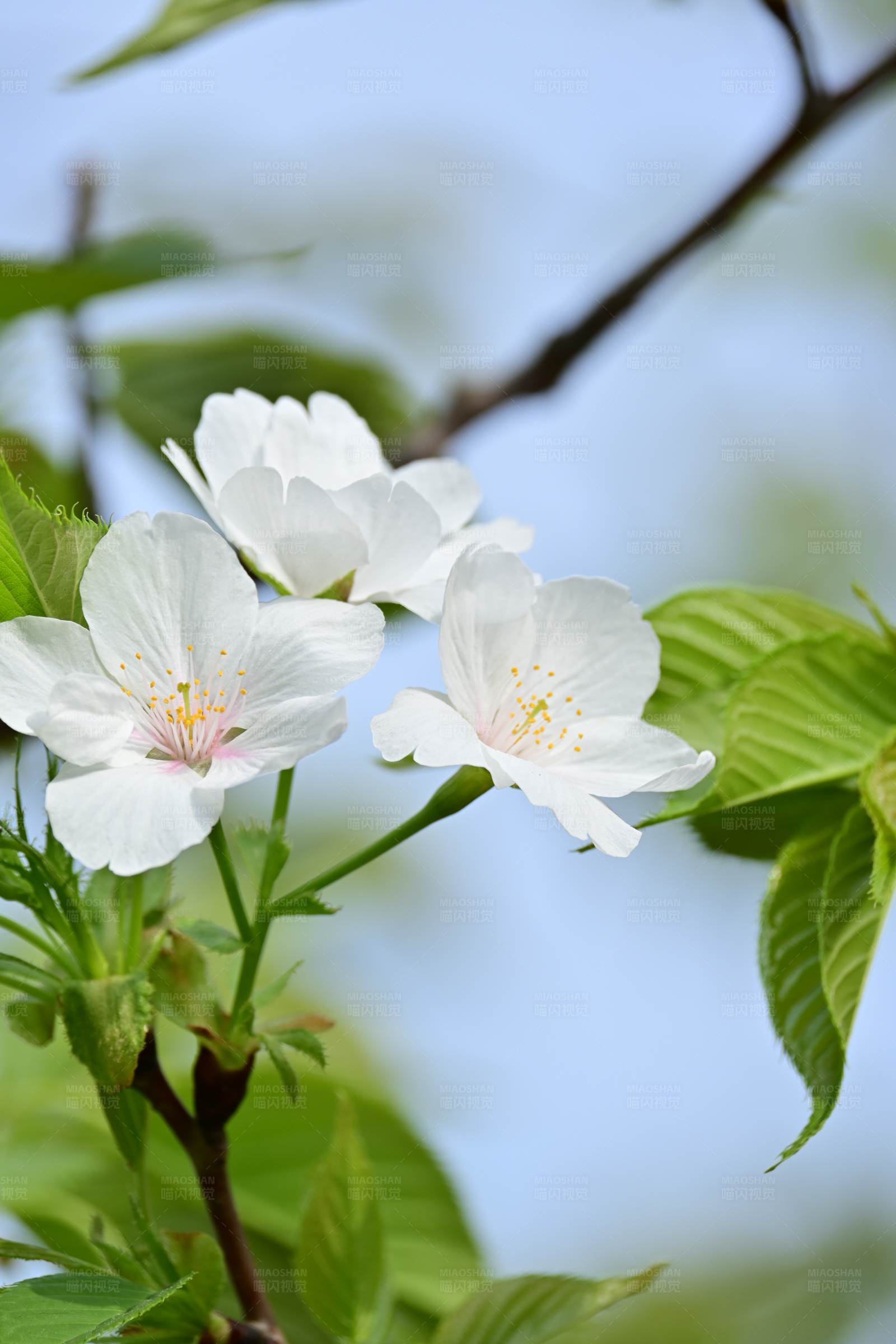春日樱花绽放图片