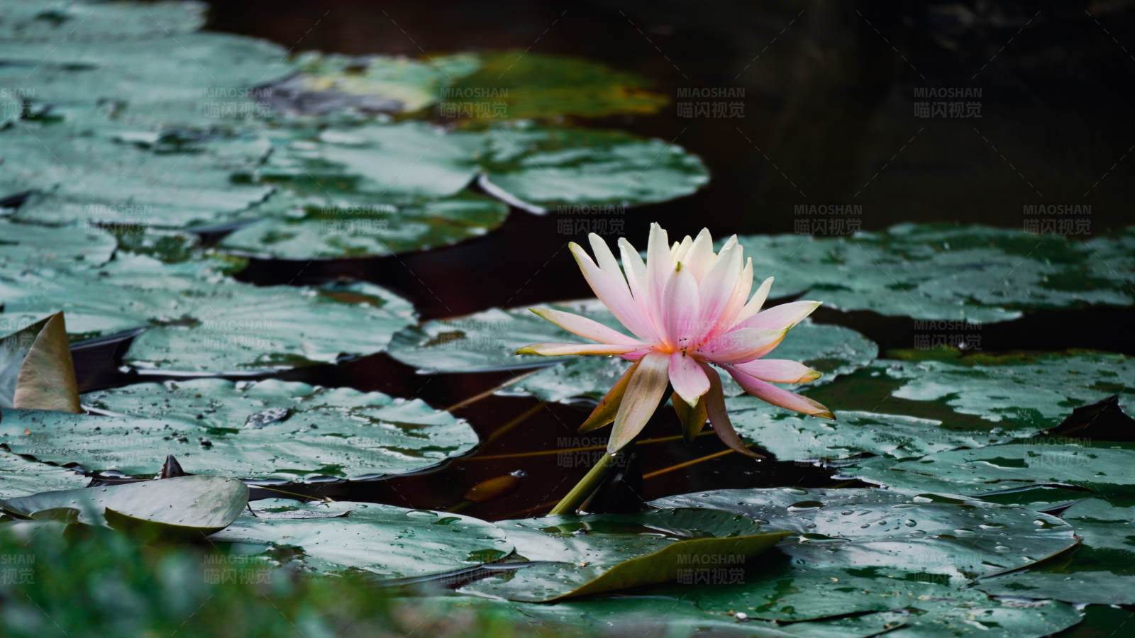 池中独秀 莲花静美图片