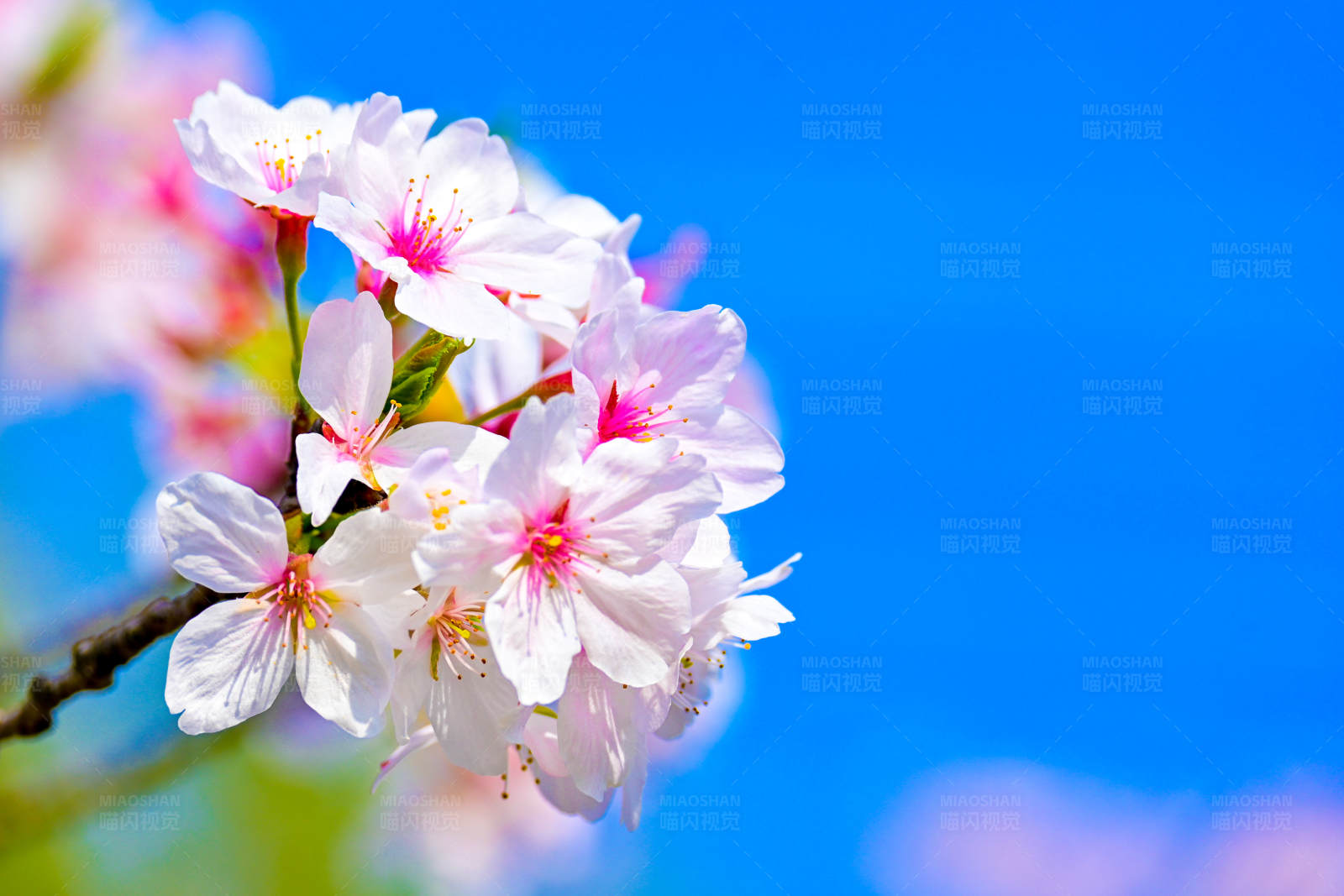 春日樱花绽放图片