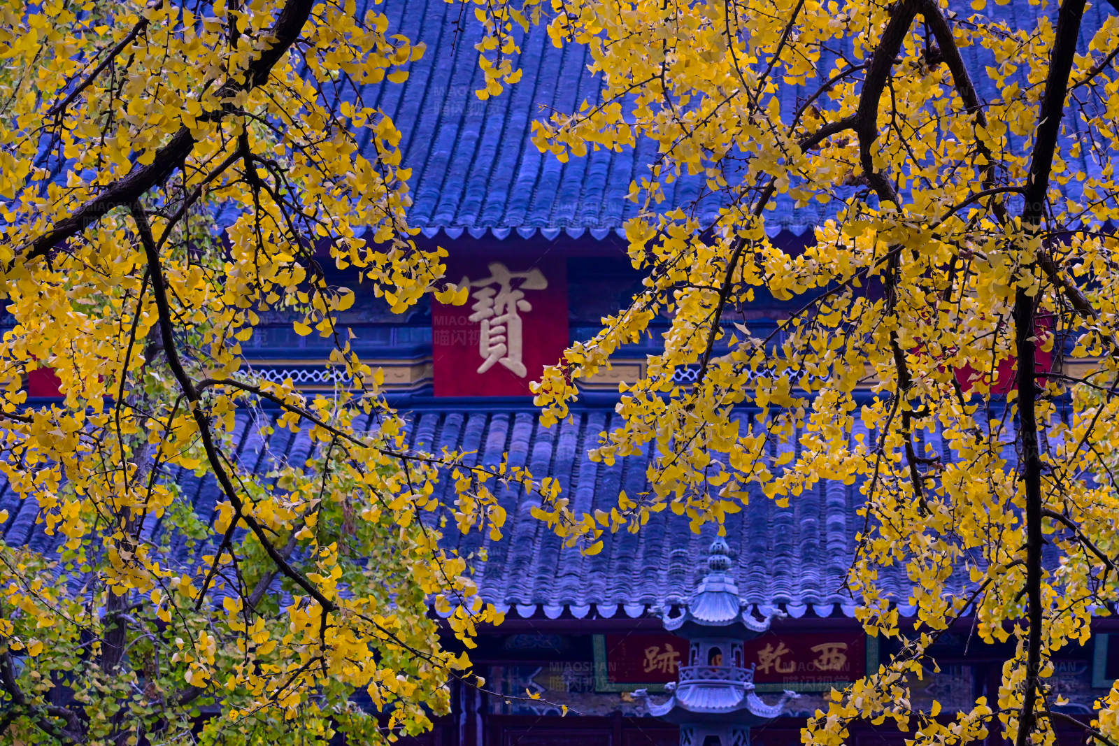 秋叶映古寺图片