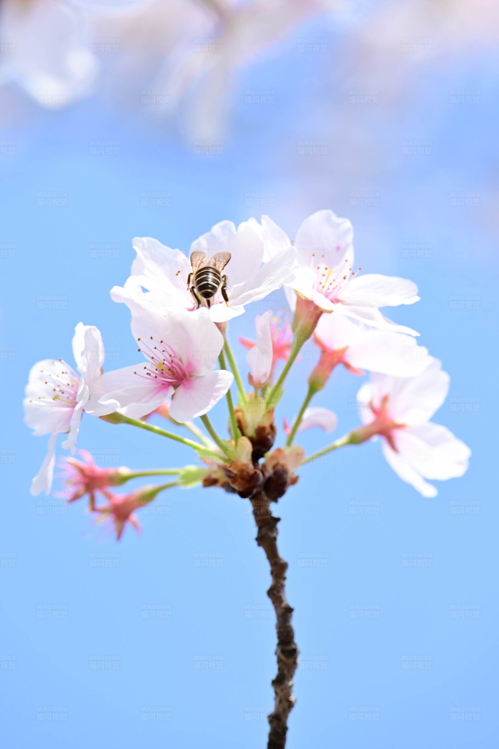 蜜蜂与樱花图片