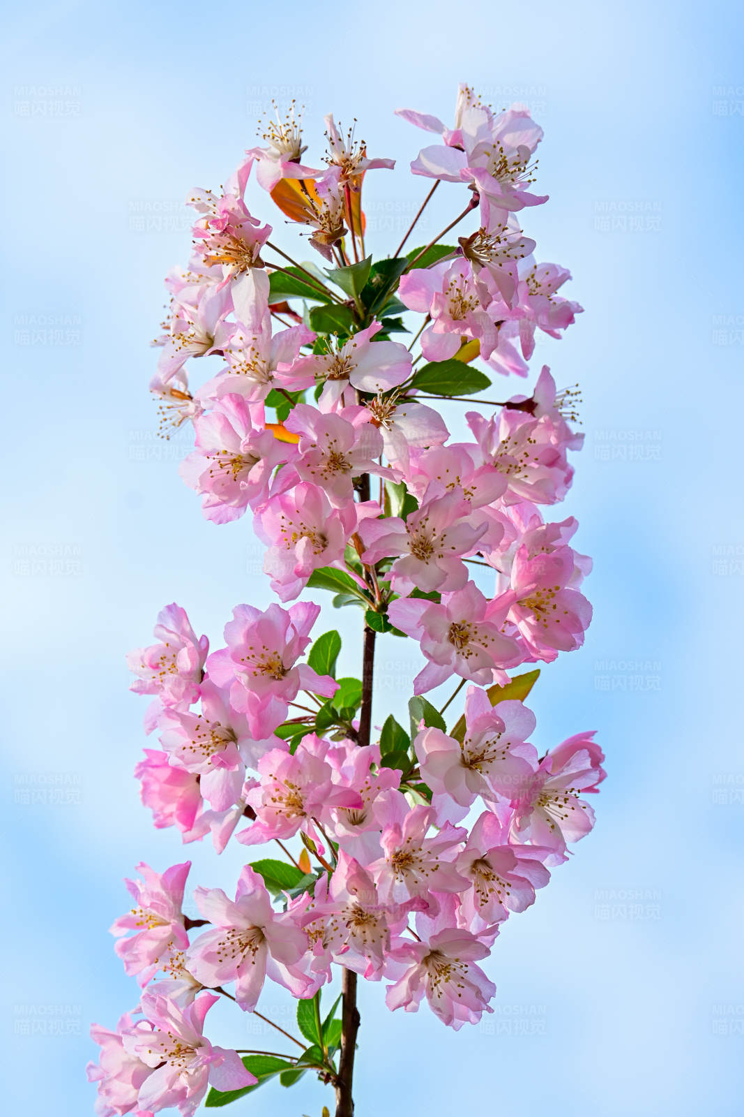 粉色花朵映蓝天图片