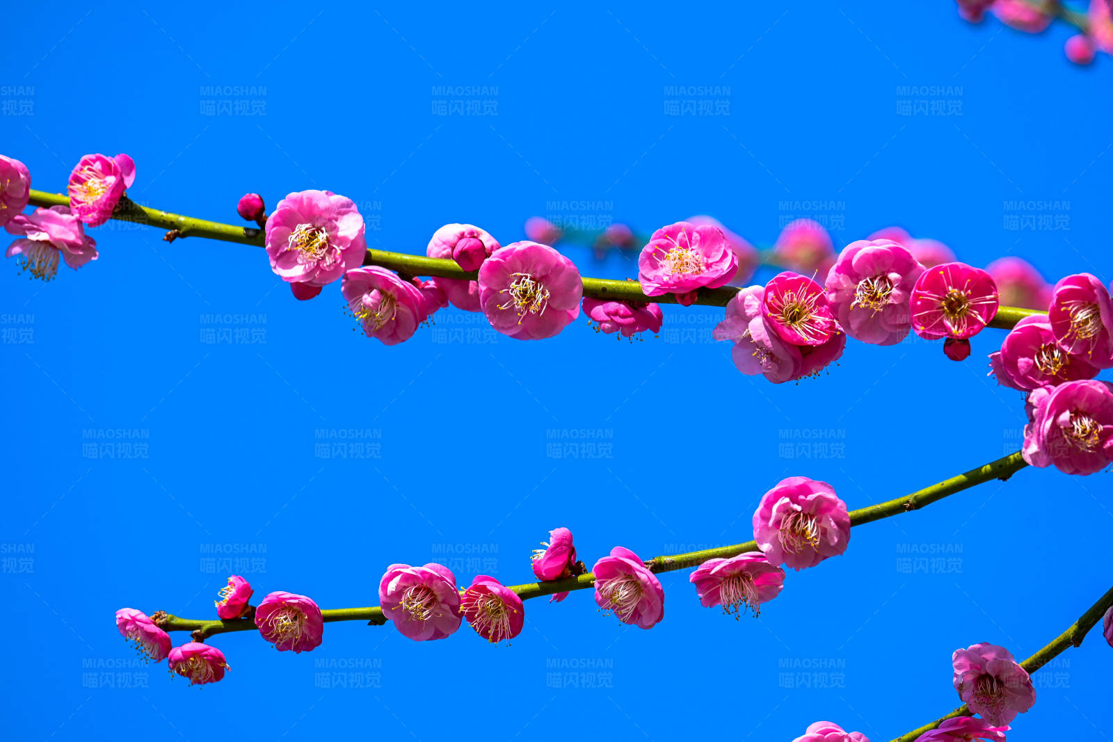 梅花绽放 春意盎然图片