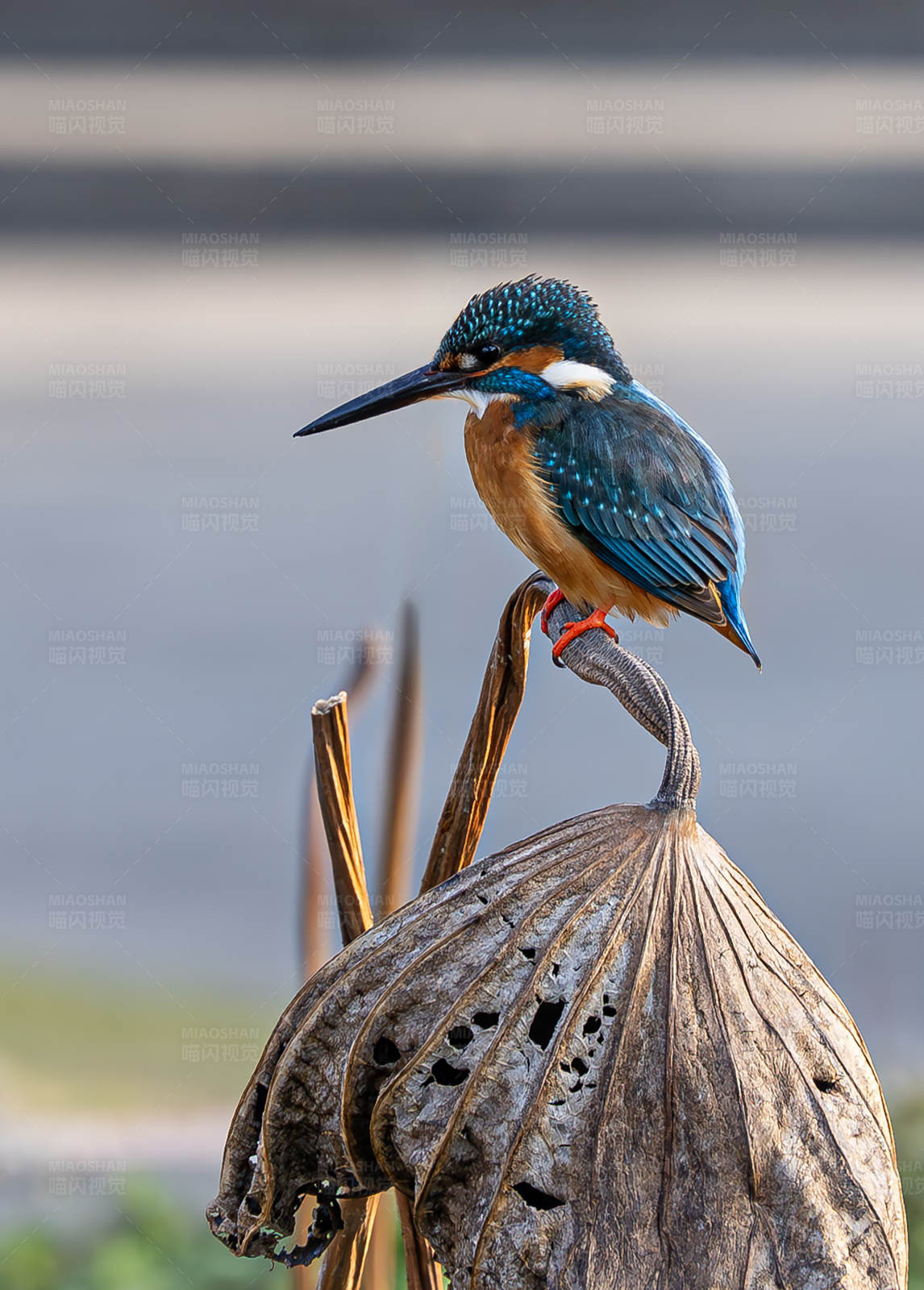 翠鸟栖息莲蓬上图片