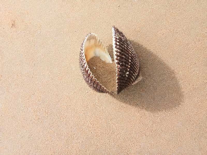 沙滩上的贝壳图片