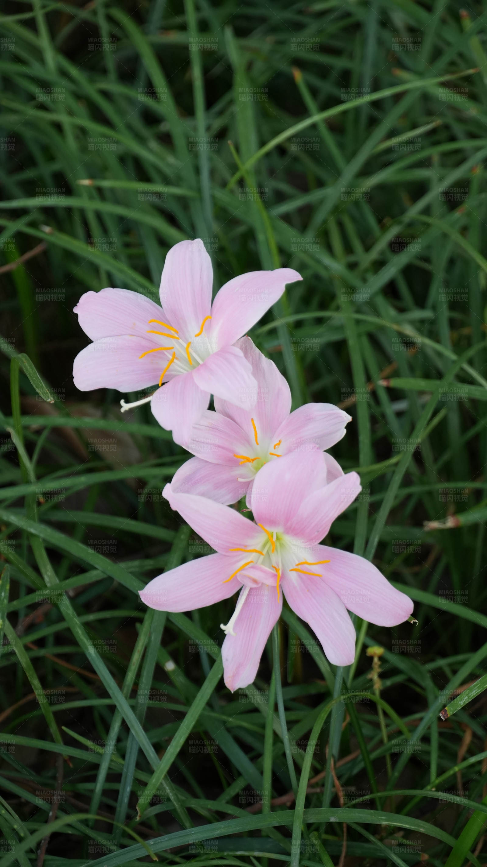 粉色花朵在绿草中图片