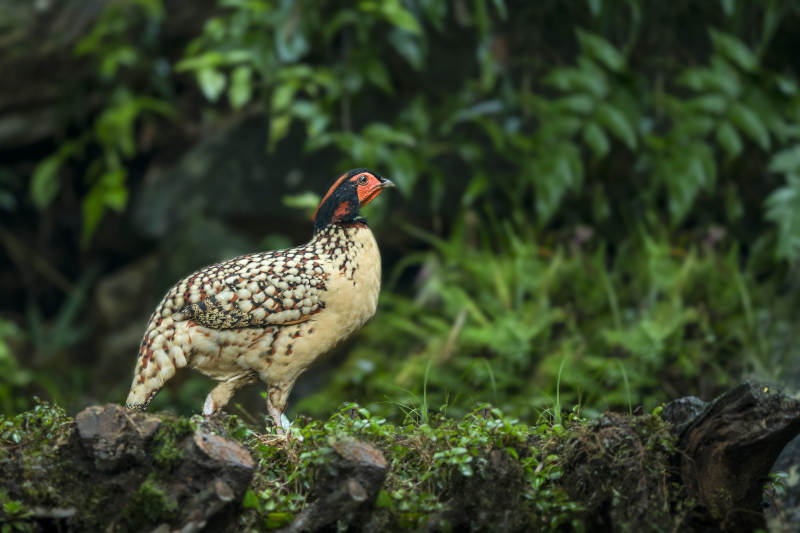 黄腹角雉栖息山林间图片