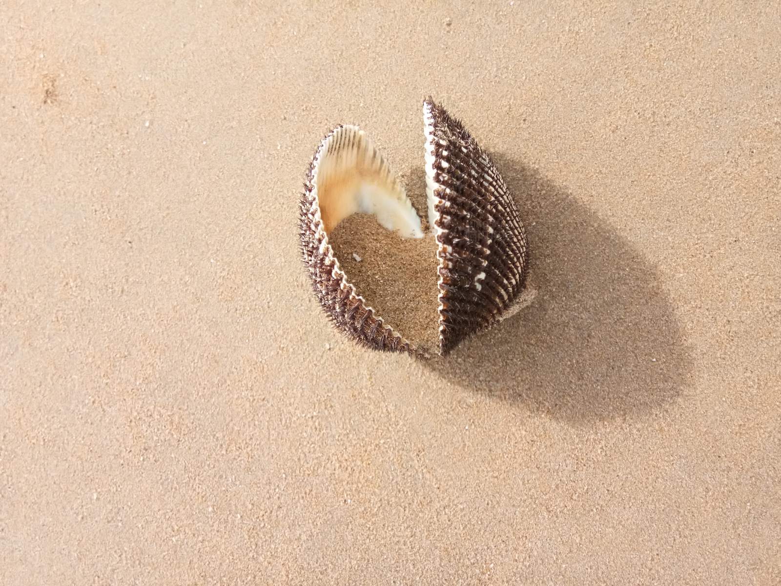 沙滩上的贝壳图片