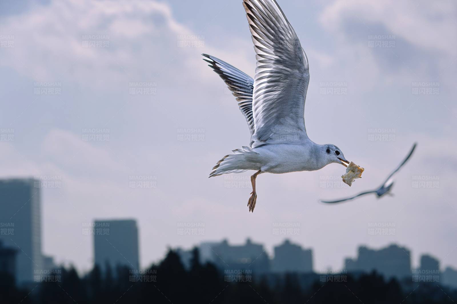 海鸥捕食瞬间图片