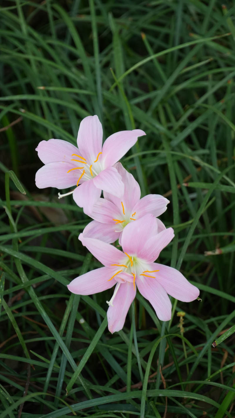 粉色花朵在绿草中图片