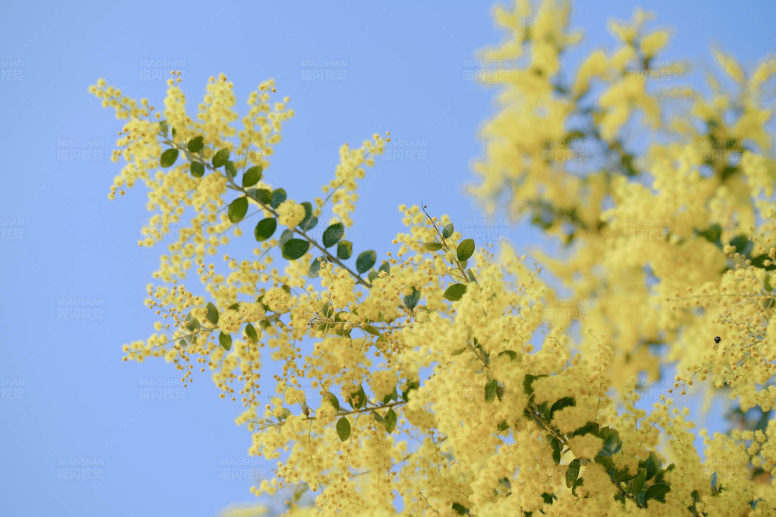 金黄花海 春意盎然图片