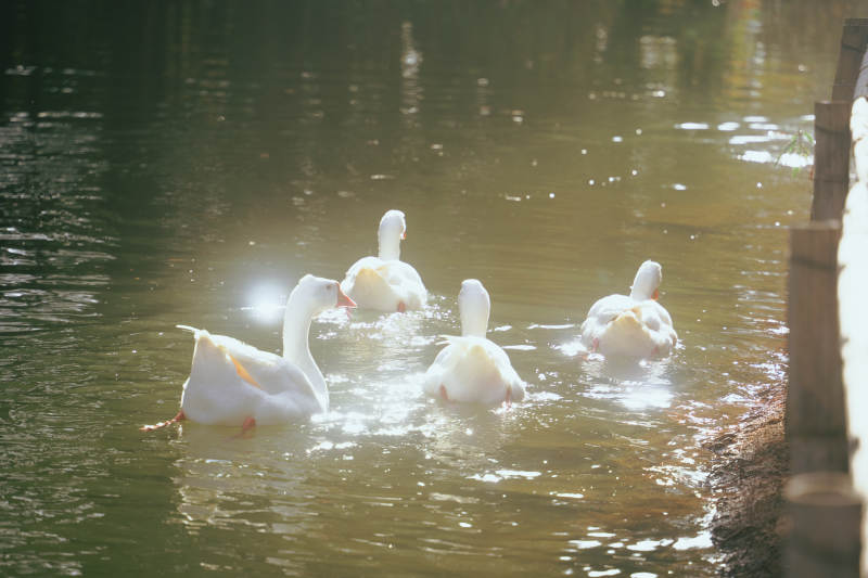 湖中嬉戏的鸭子图片