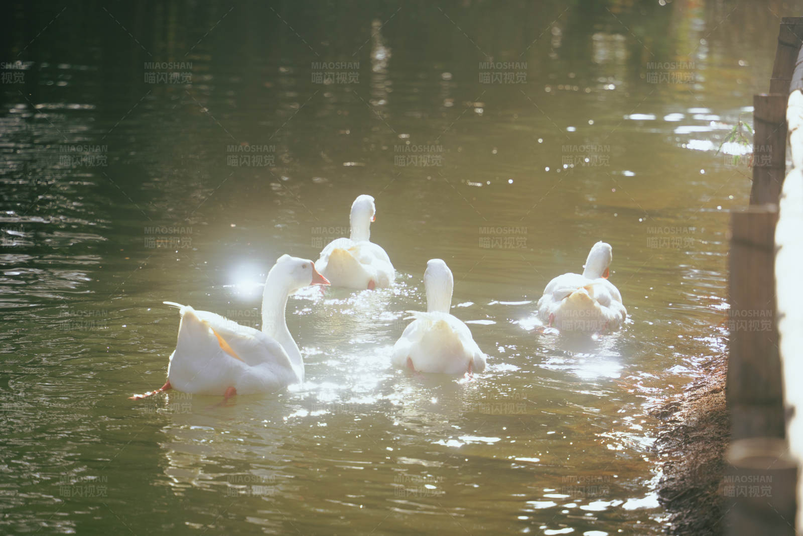 湖中嬉戏的鸭子图片