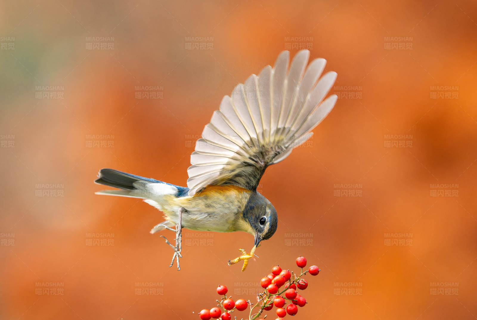 飞舞的红胁蓝尾胊与红果图片