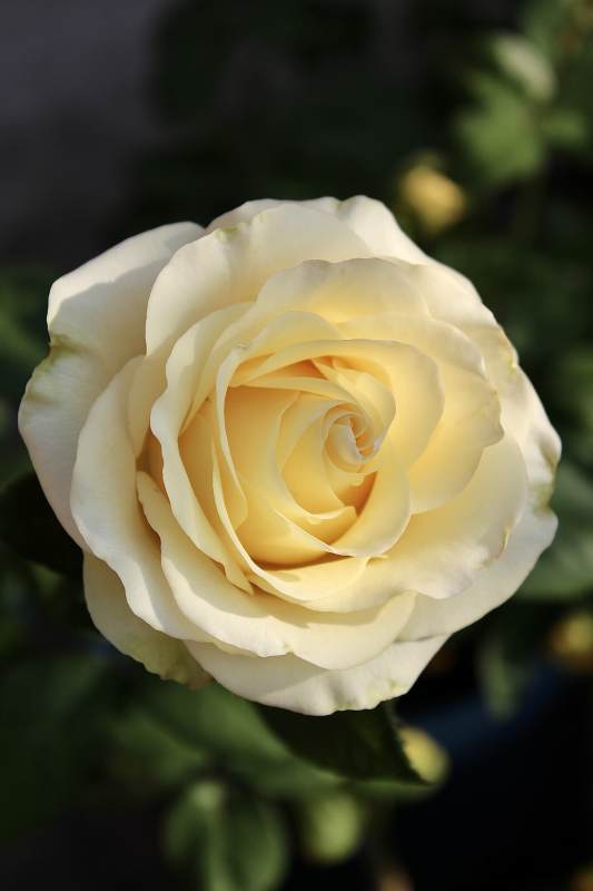 绽放的淡黄色玫瑰花图片