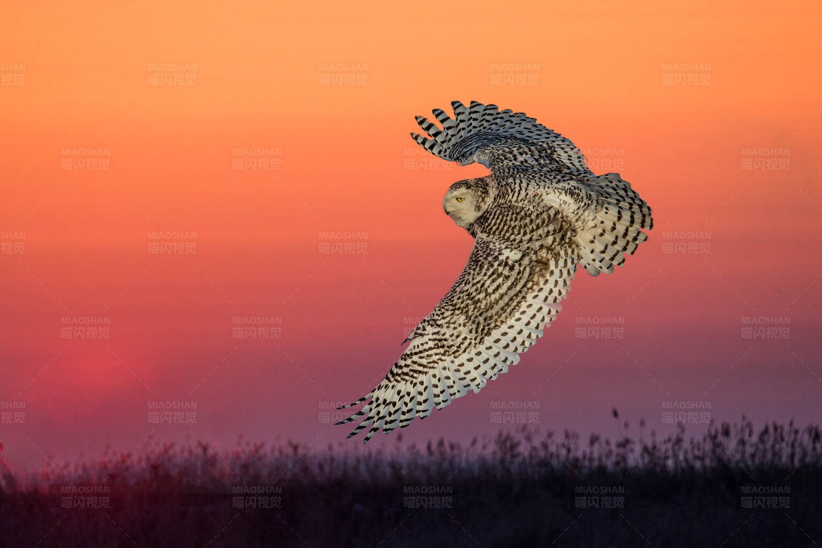 雪鸮日落飞翔图片