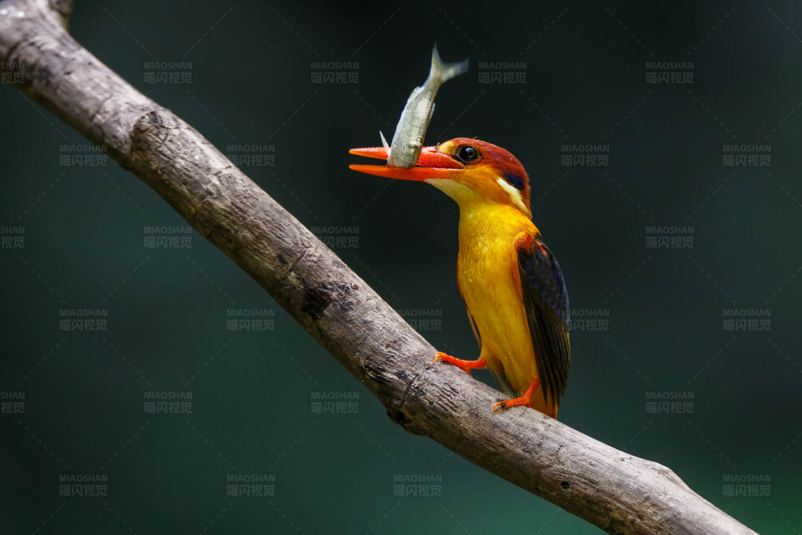 三趾翠鸟捕食瞬间图片