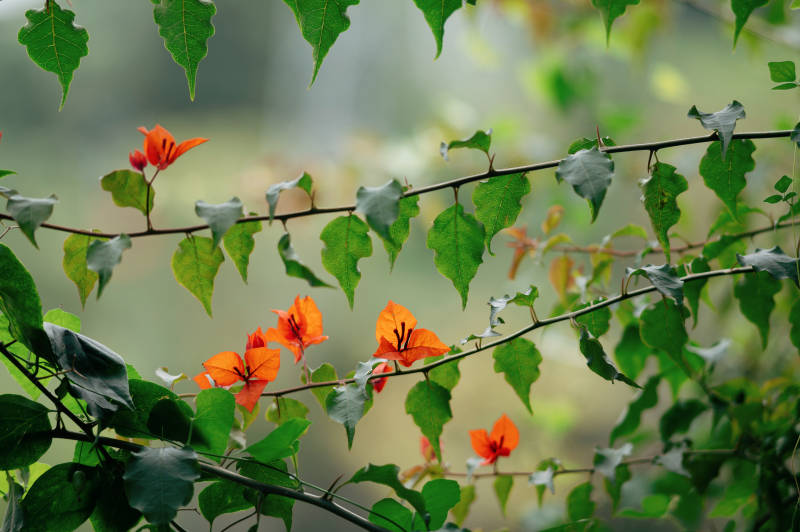 三角梅盛开图片