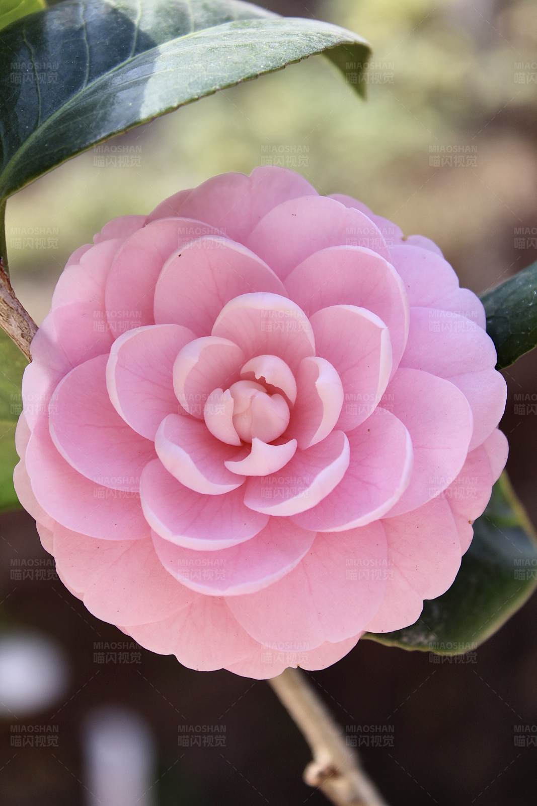 粉色山茶花的美丽绽放图片