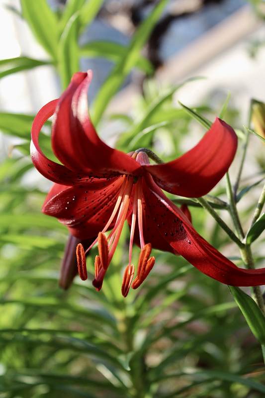 红色百合花的美丽瞬间图片