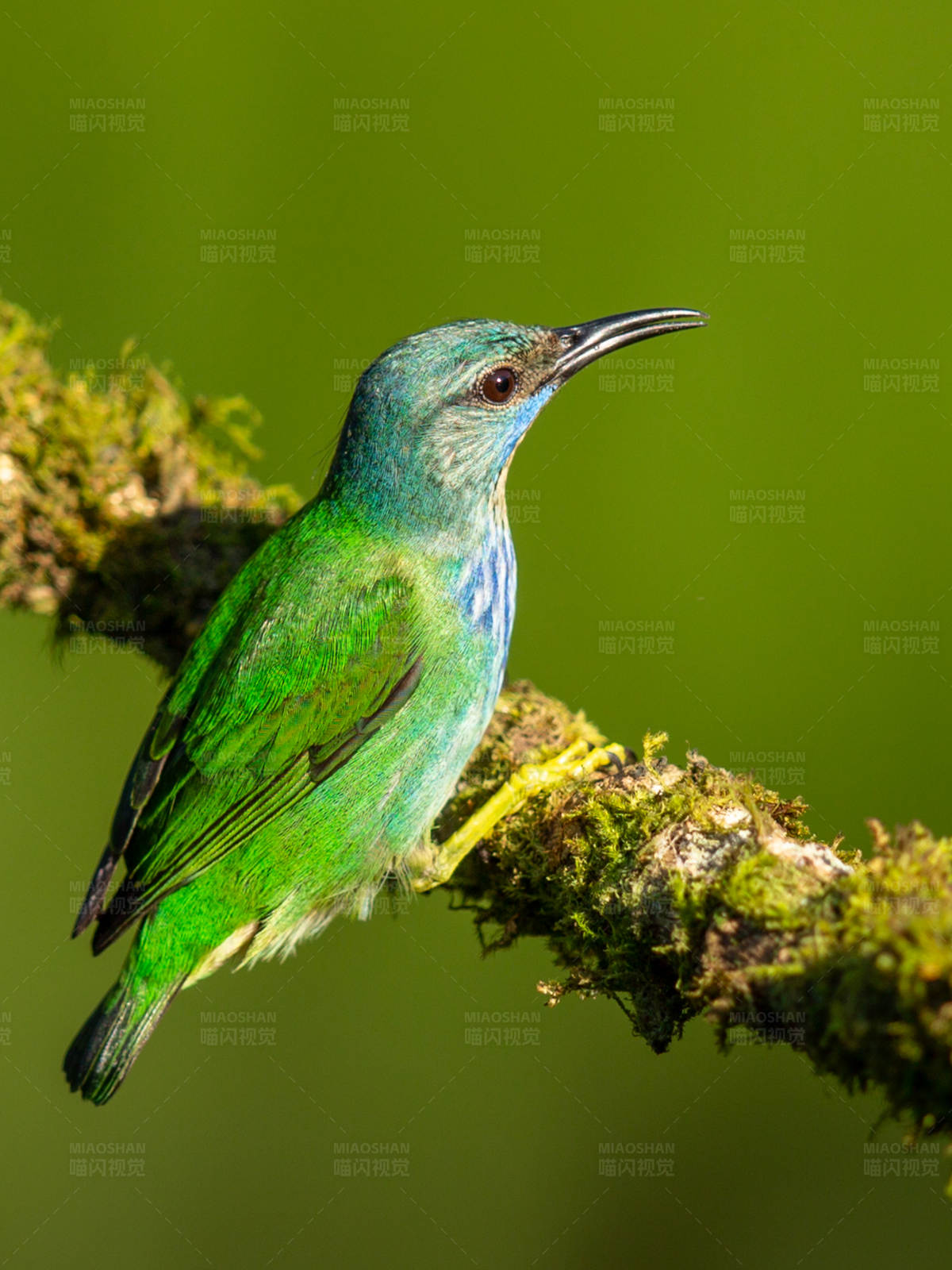 绿宝石蜂鸟栖息枝头图片