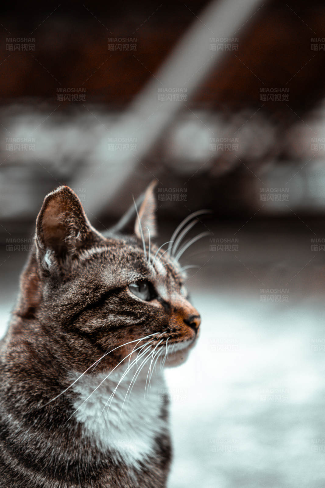 凝视远方的猫图片