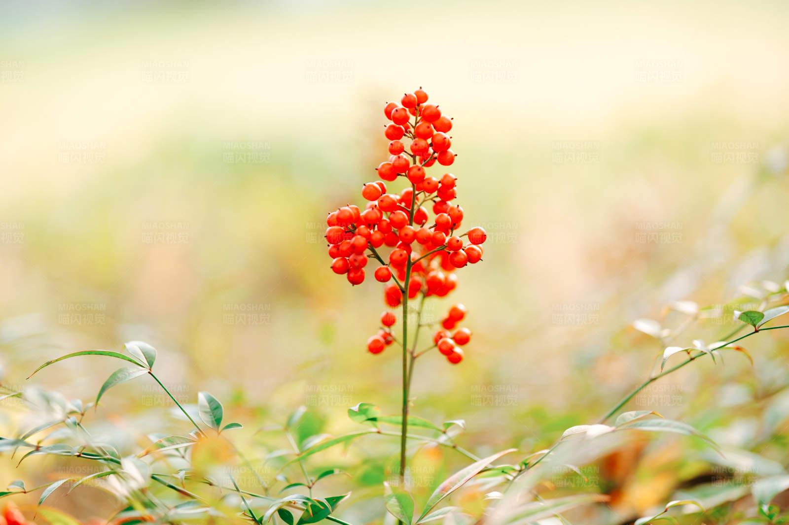 红果绿叶 自然之美图片