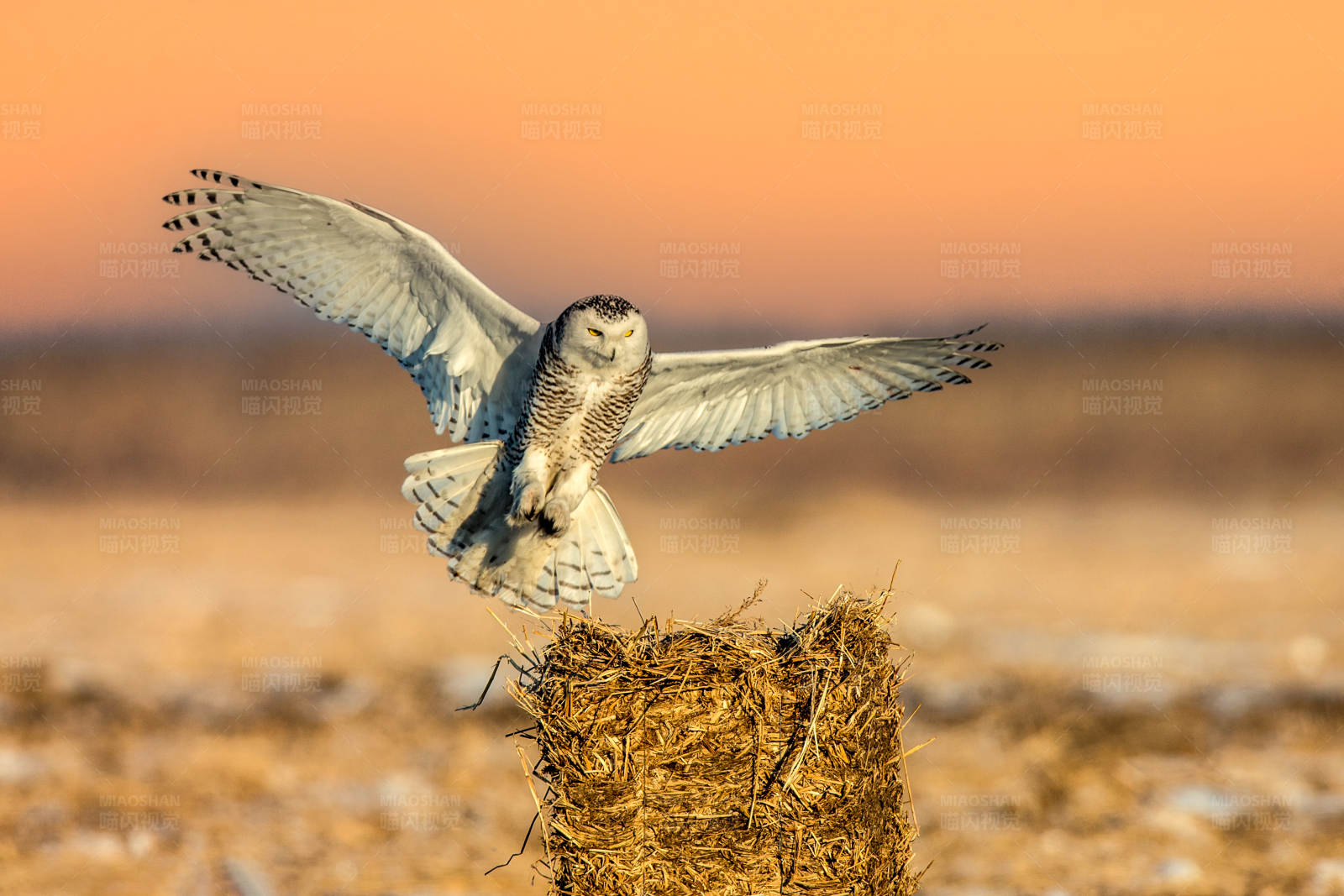 雪鸮展翅高飞图片