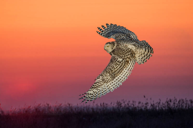 雪鸮日落飞翔图片