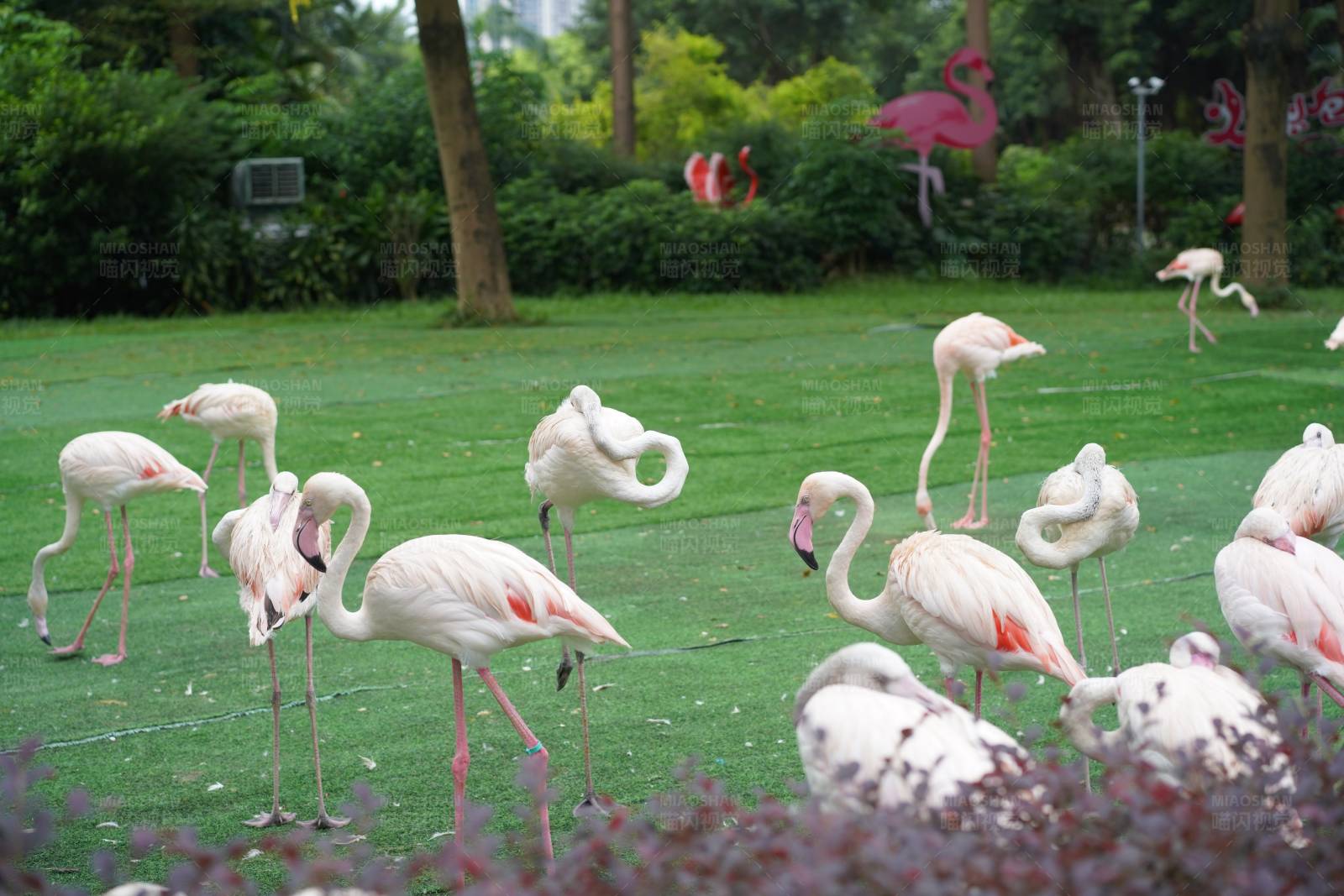 火烈鸟的悠闲时光图片