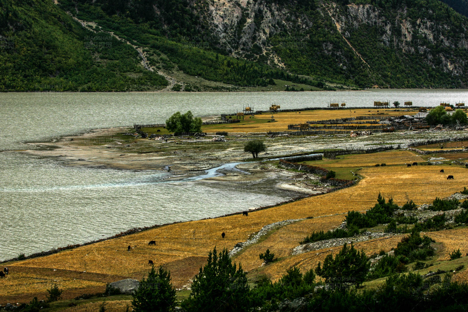 雅鲁藏布江畔金黄田野图片