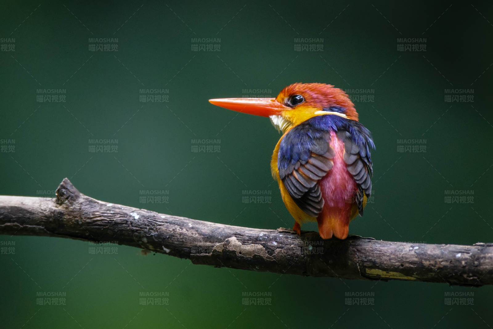 彩色翠鸟栖枝头图片