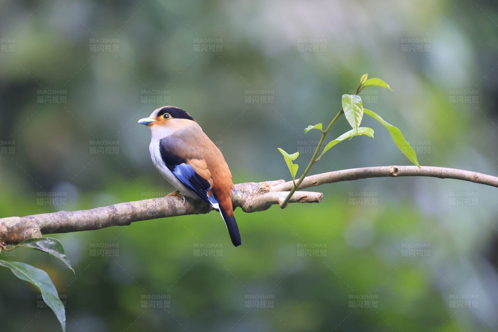 银胸丝冠鸟 西双版纳图片