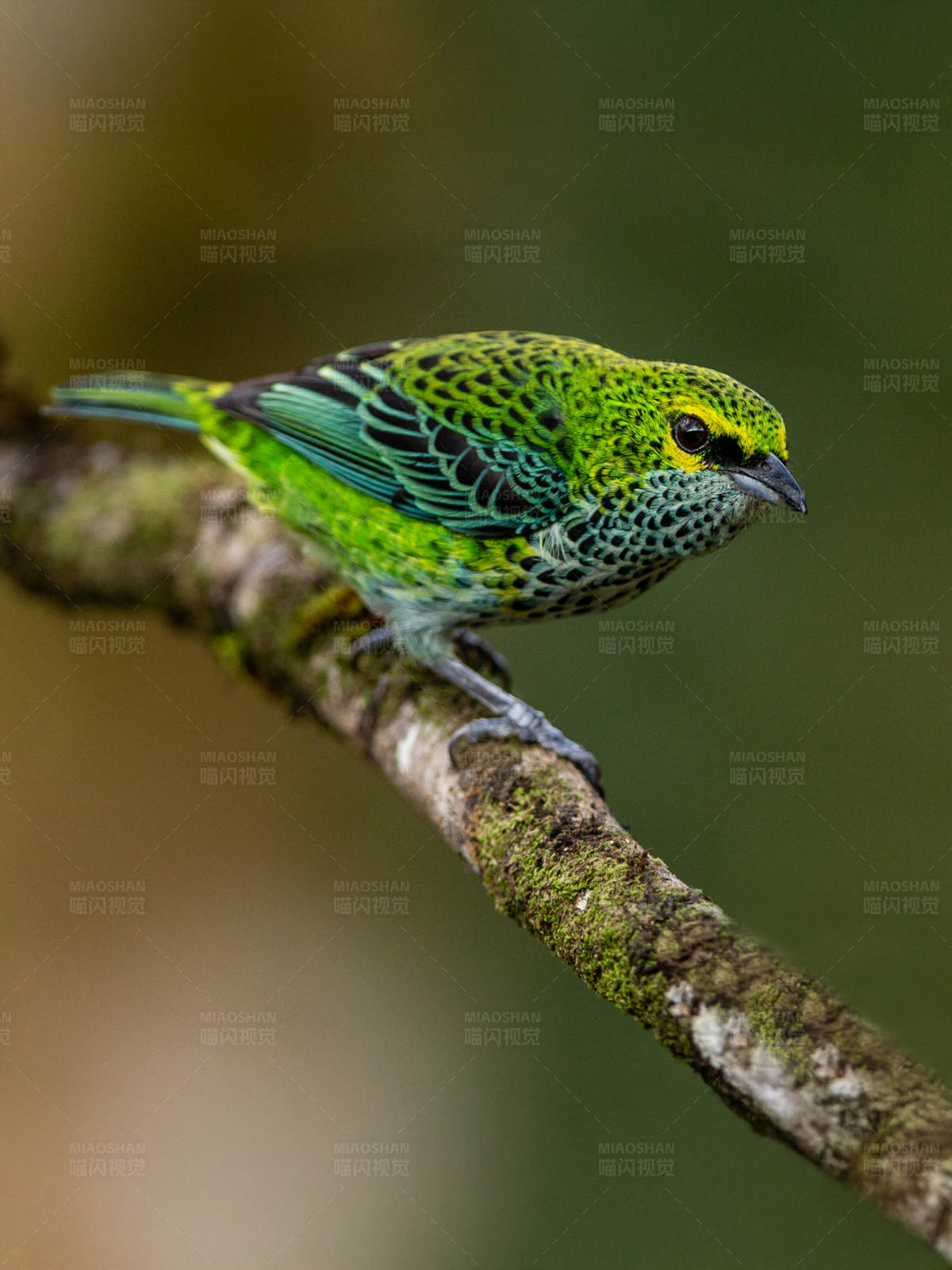 绿斑点鸟栖息枝头图片