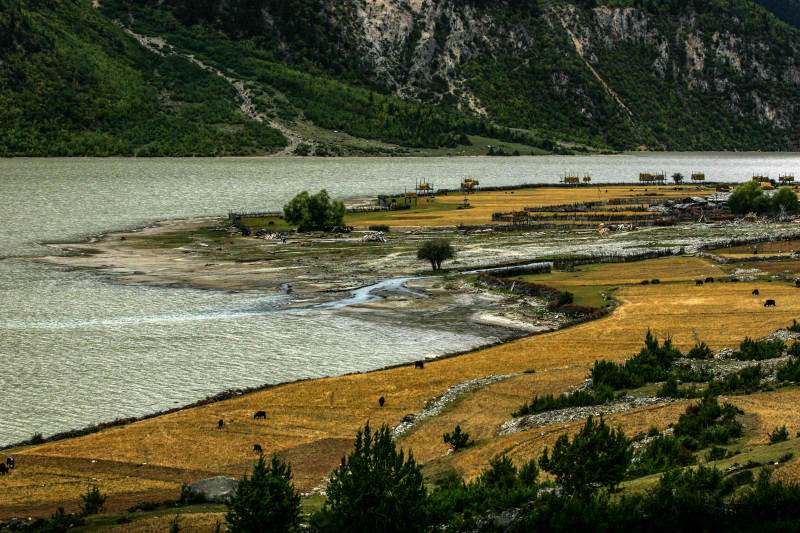 雅鲁藏布江畔金黄田野图片